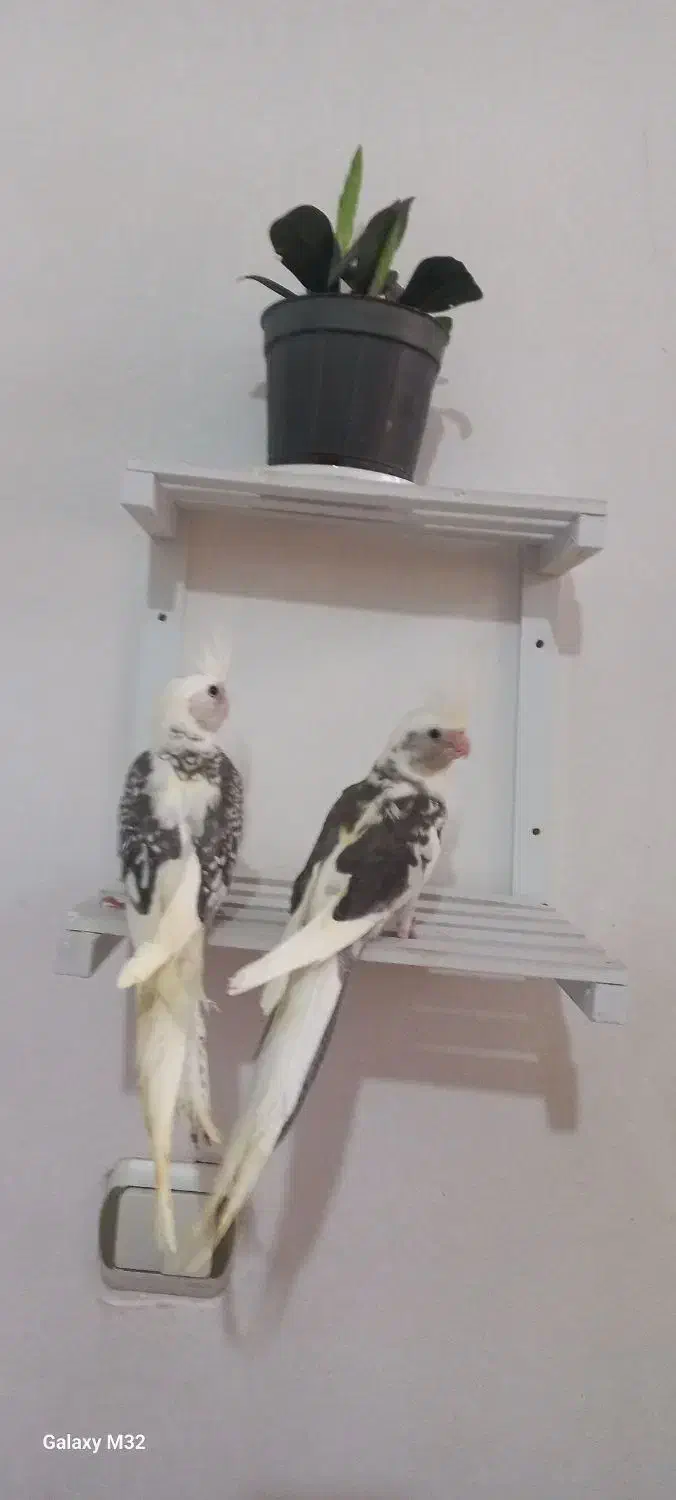 عروس هلندی جوجه وبالغ|پرنده|رشت, پاره بیجار|دیوار