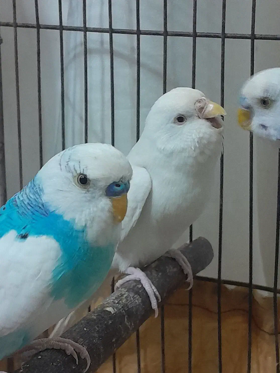 مرغ عشق|پرنده|ابریشم, |دیوار