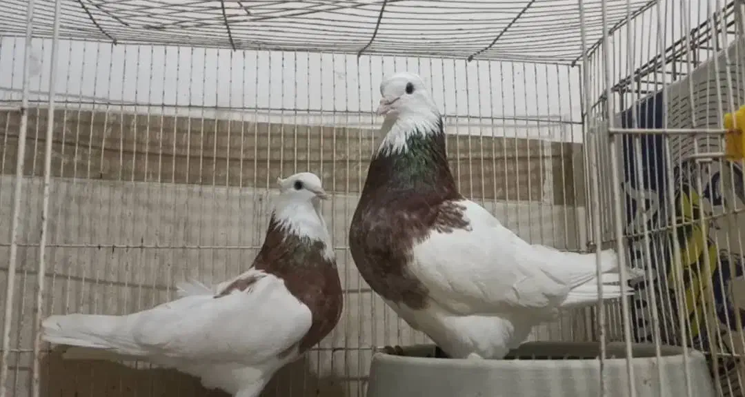 کبوتر طوقی اصیل|پرنده|بندر گناوه, |دیوار