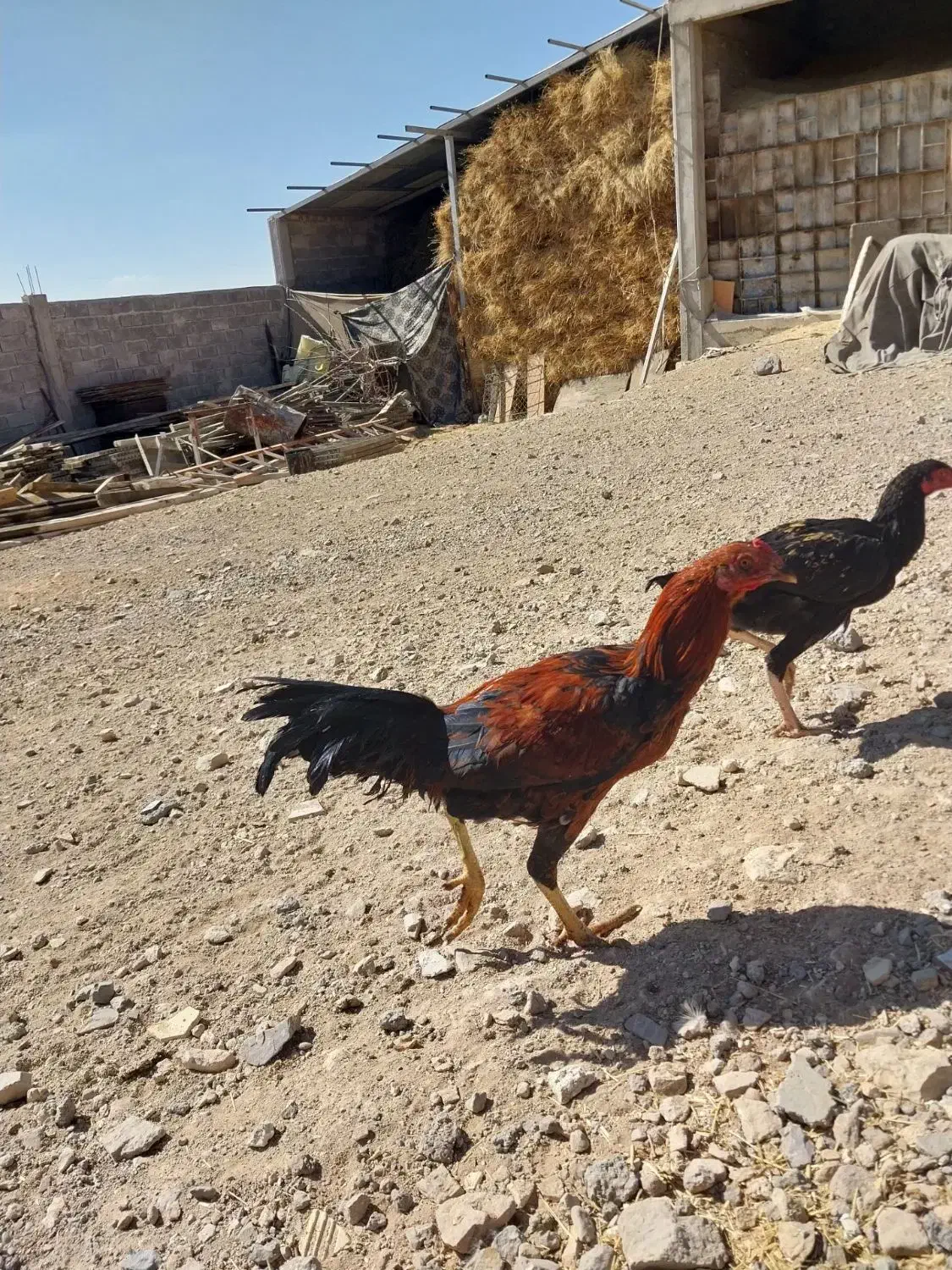 فروش خروس بجه لاری|حیوانات مزرعه|ترکمانچای, |دیوار