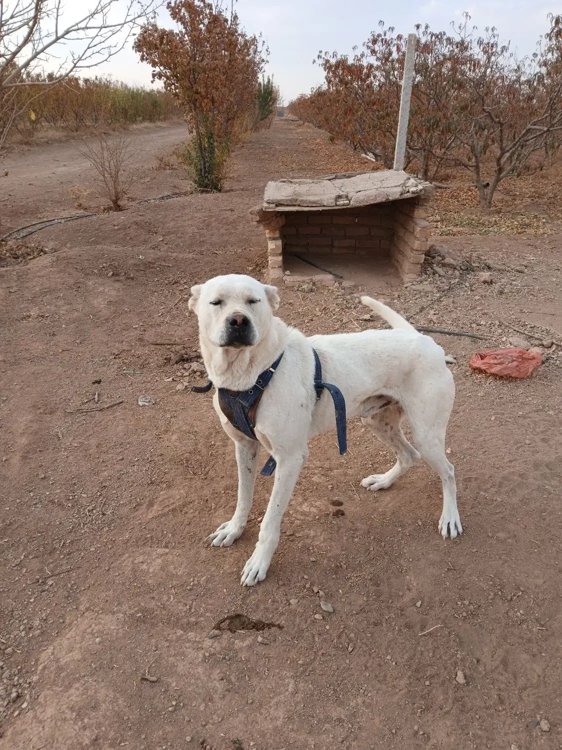 سگ سراب جنس عالی برای گله|سگ|تاکستان, |دیوار