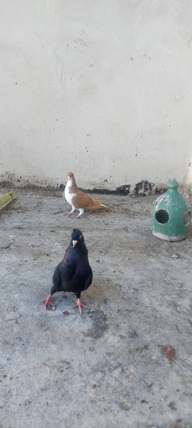 ۲عدد ماده شیرازی زرد و زاغ آبادانی|پرنده|کارون, |دیوار