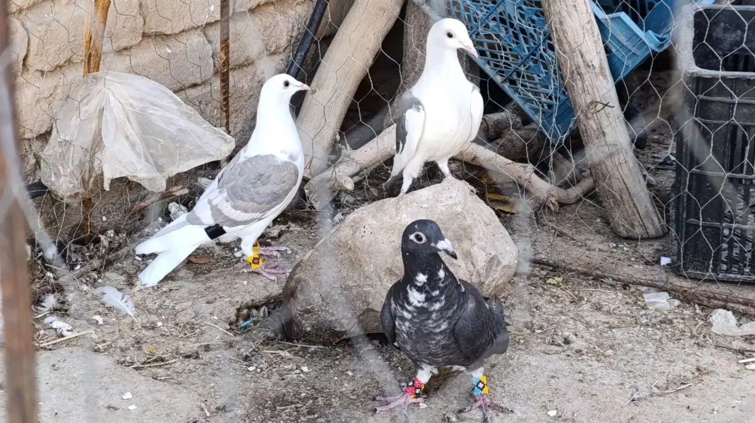 جوجه پلاکی|پرنده|داراب, |دیوار