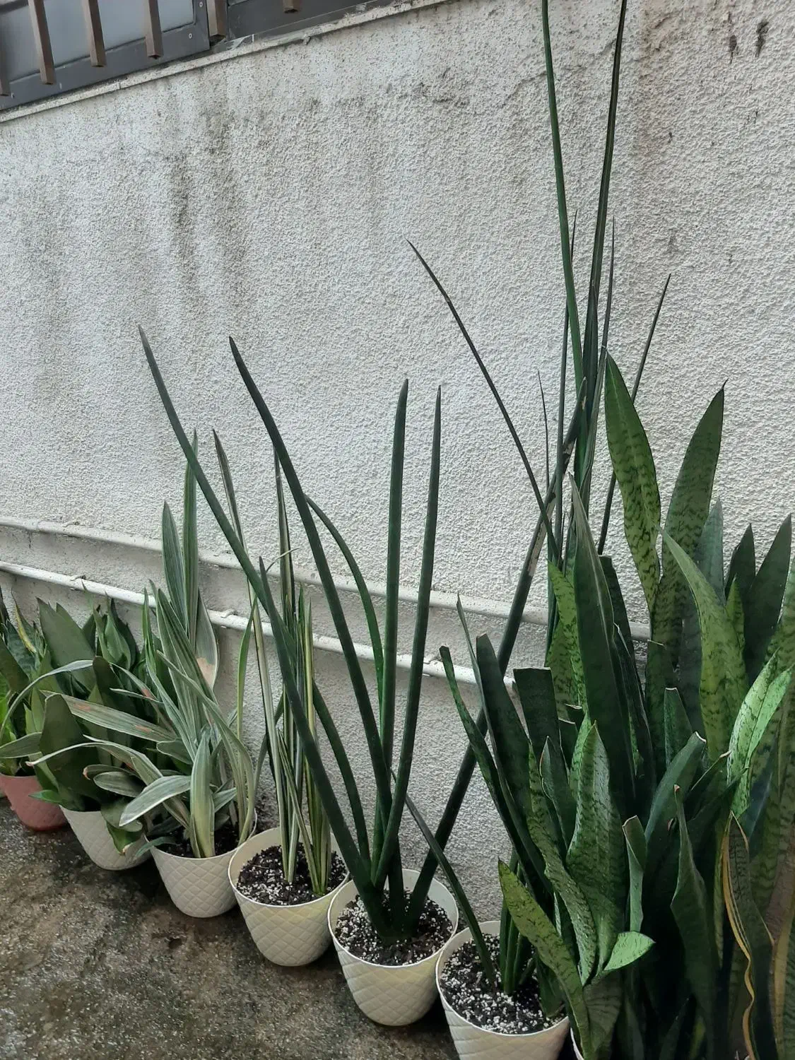 گل طبیعی|حراج|قائمشهر, |دیوار