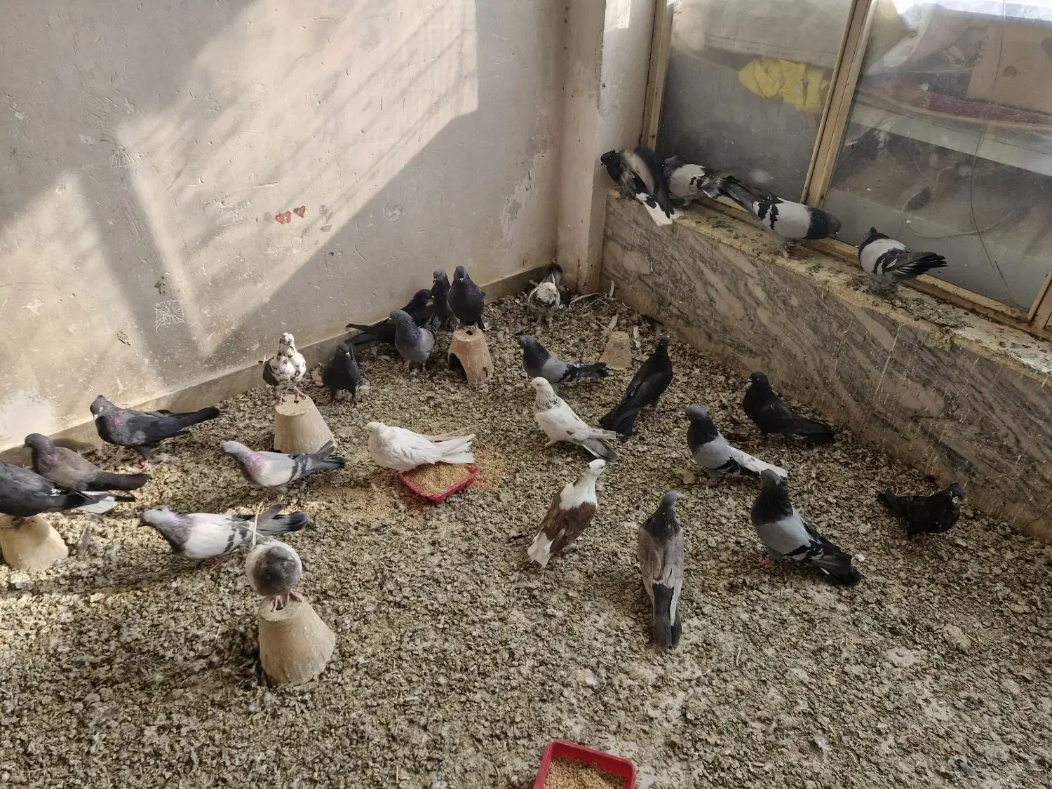 اصفهانی بازی کن|پرنده|برخوار, |دیوار