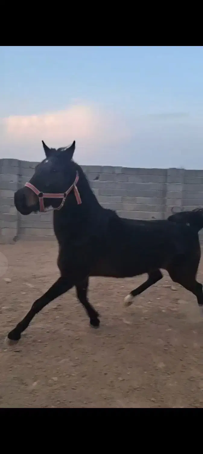 اسب مادیان کرد عرب.|اسب و تجهیزات اسب‌سواری|بستان آباد, |دیوار