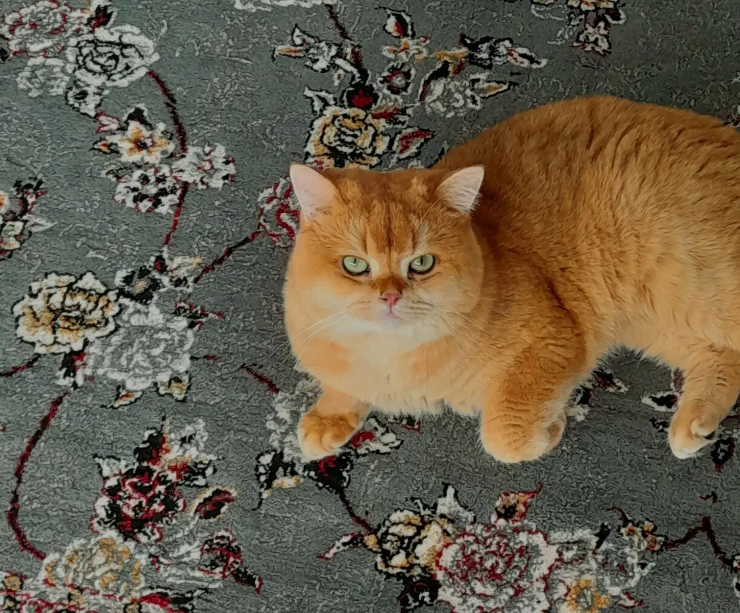 گربه نر|گربه|کرمان, |دیوار