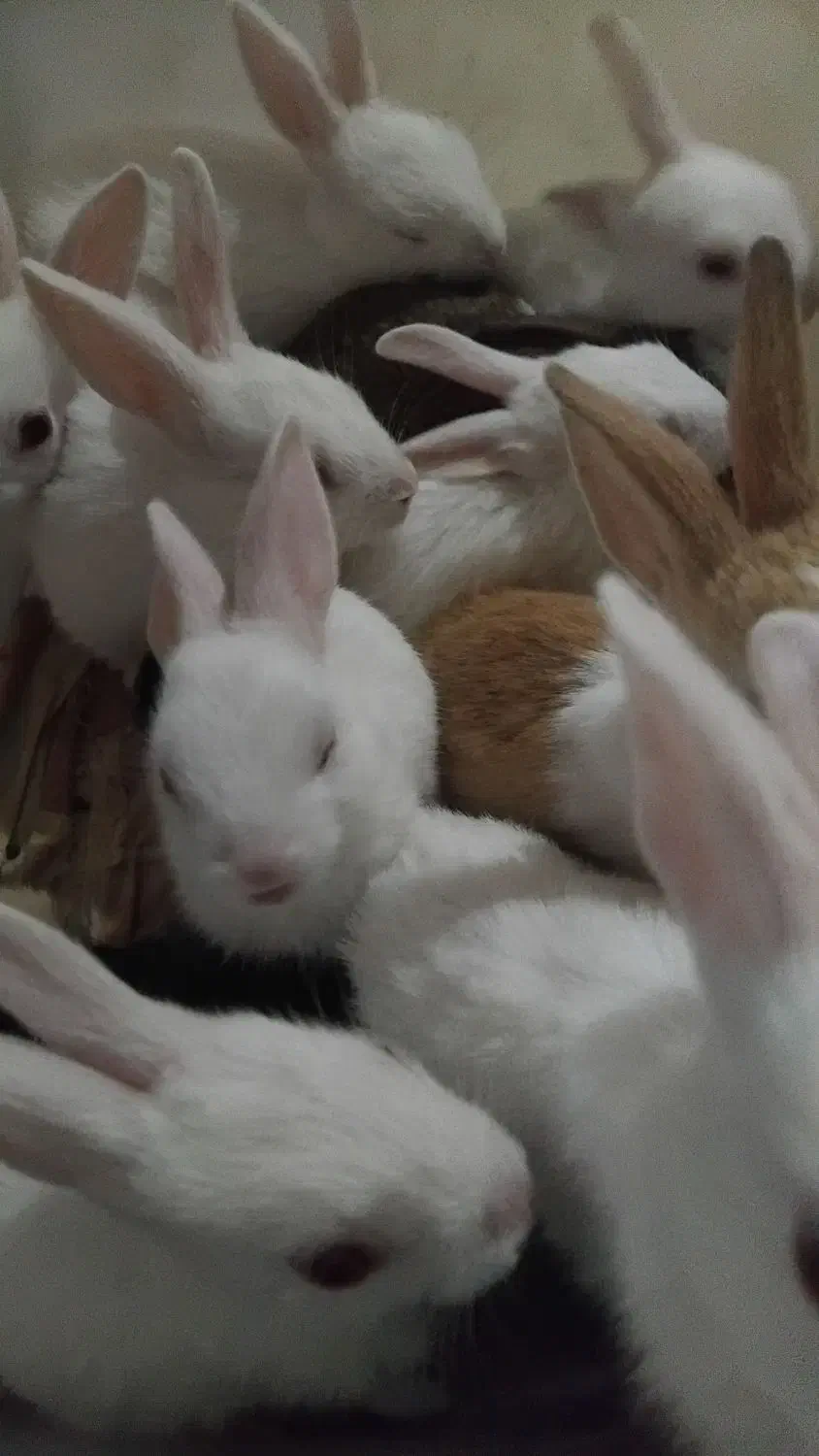 بچه خرگوش سالم باادب حرف گوش|موش و خرگوش|خرمآباد, |دیوار