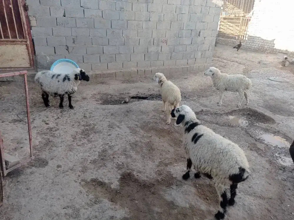 بره و میش|حیوانات مزرعه|کرباسک, |دیوار