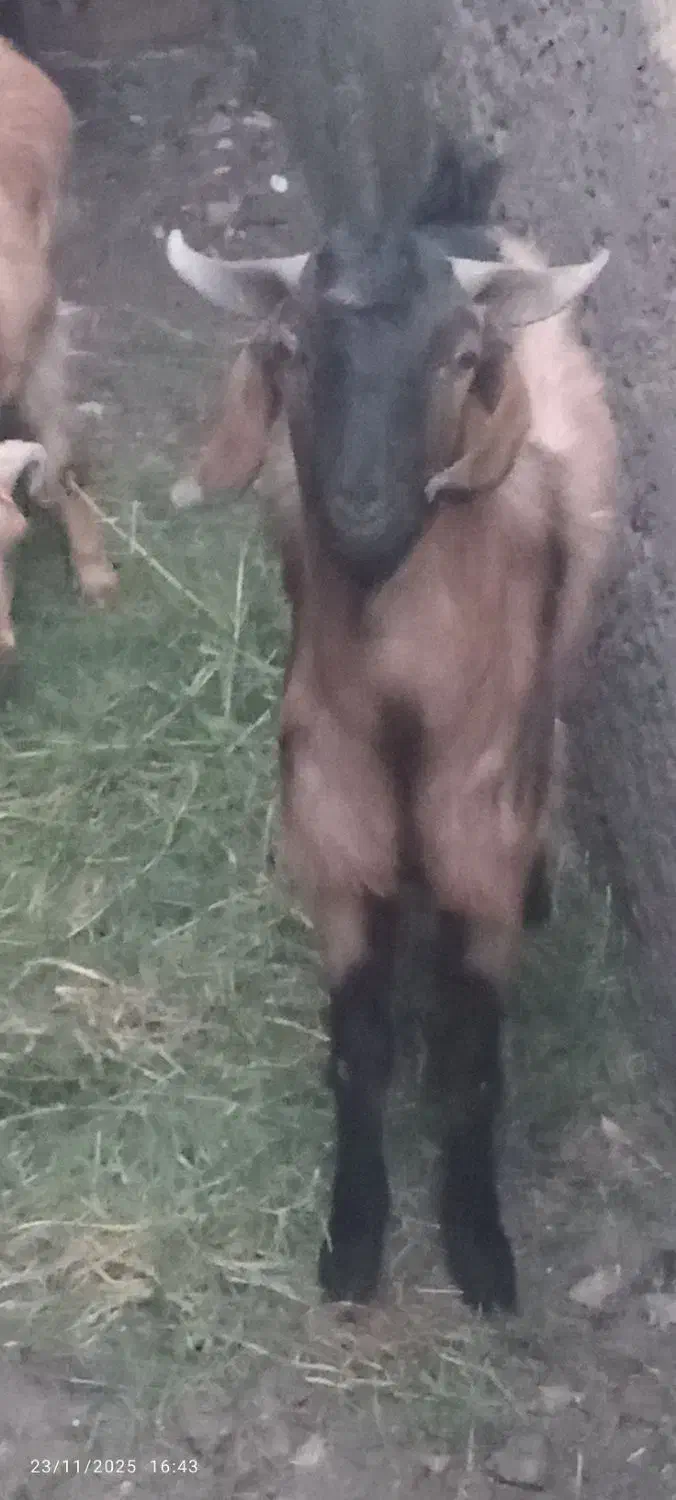 نری پاکستانی بزرگ|حیوانات مزرعه|بم, |دیوار