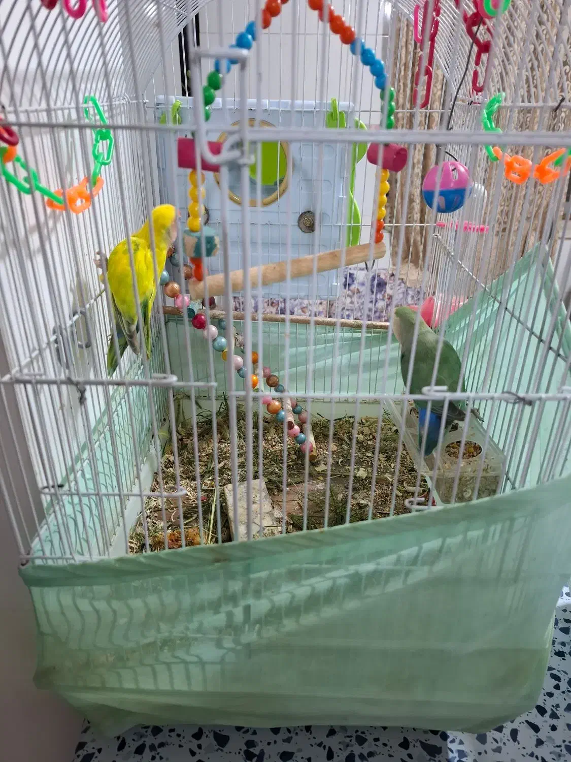 طوطی برزیلی|پرنده|چالوس, |دیوار