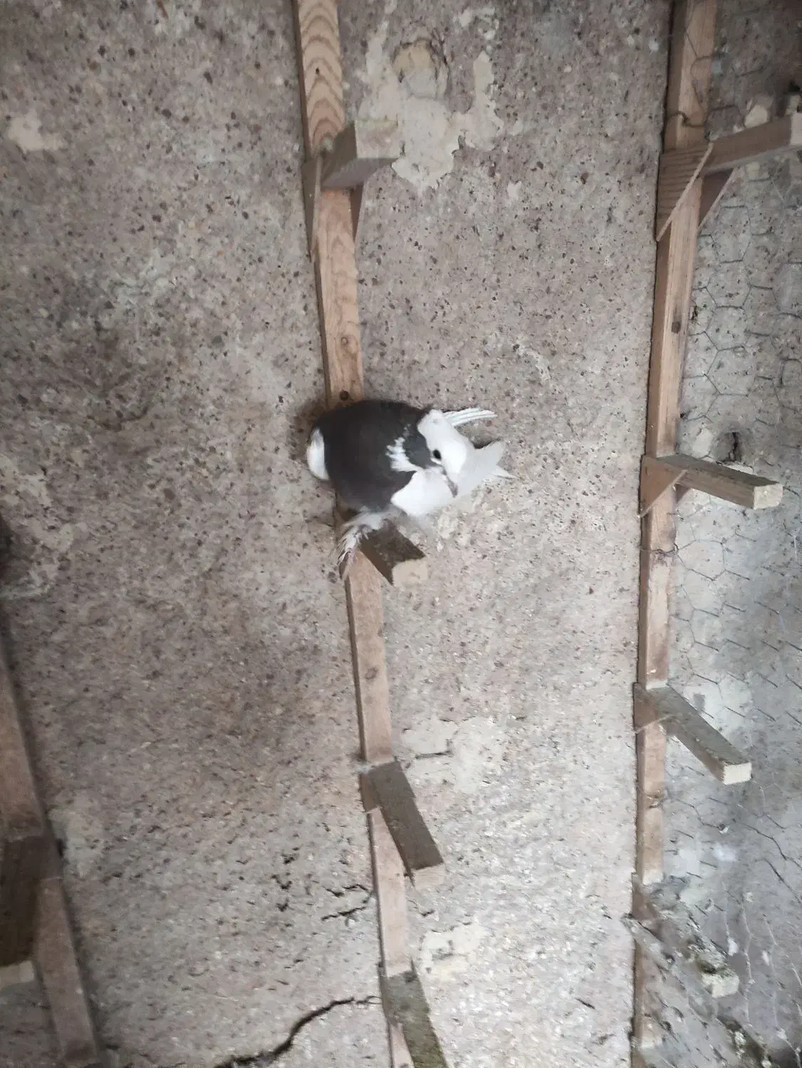 بهبهانی درجه یک|پرنده|شیراز, تندگویان|دیوار