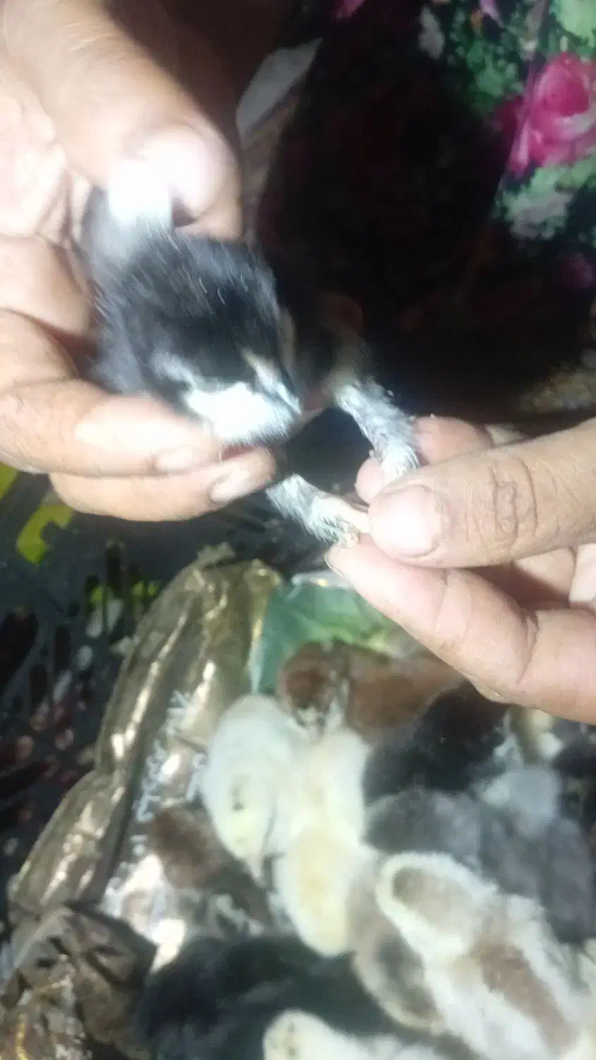 جوجه دیلگونی|حیوانات مزرعه|چرام, |دیوار