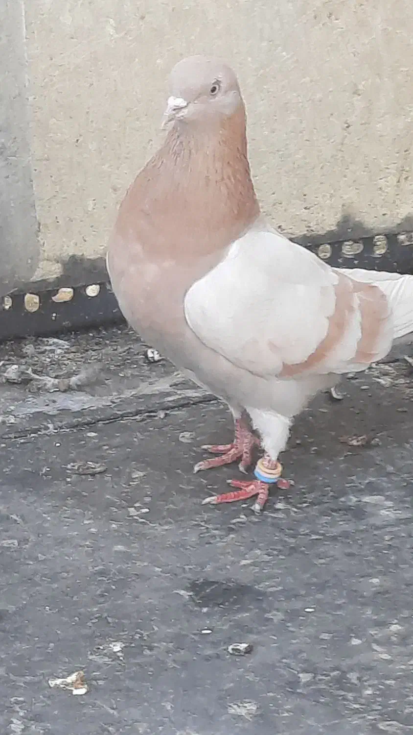 کفتر کبوتر|پرنده|تهران, خانی آباد نو شمالی|دیوار