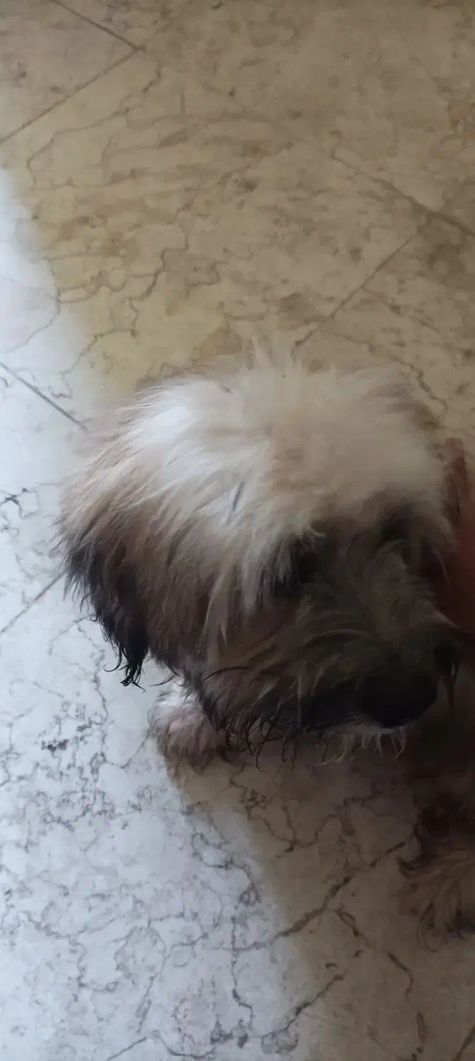 شیتزو 7ماهه واگذاری فوری شناسنامه دار|سگ|کرج, مهرویلا جنوبی|دیوار