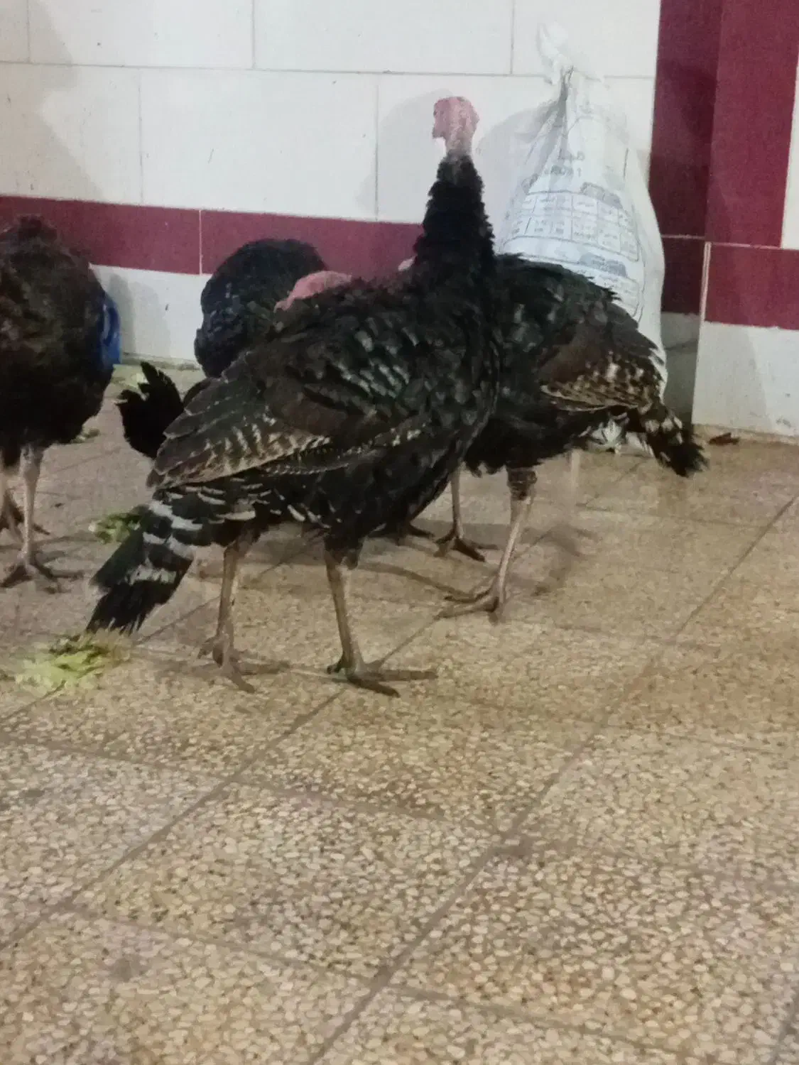 فروش بوقلمون محلی|حیوانات مزرعه|بهبهان, |دیوار