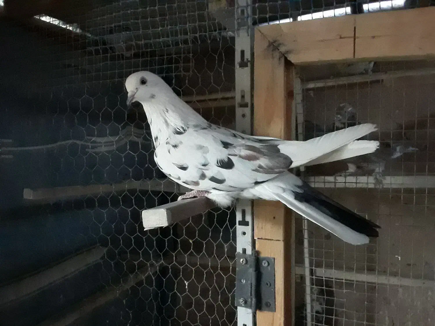 کفتر خال پیس|پرنده|تهران, کیانشهر|دیوار