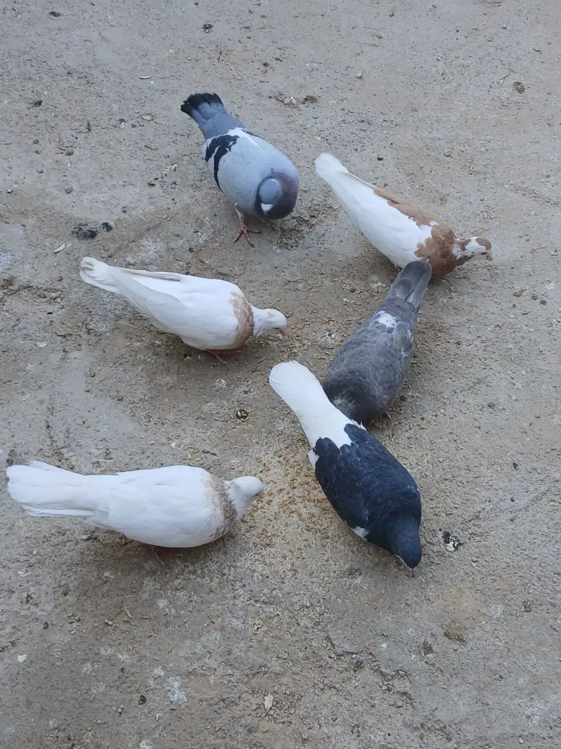 فروشی کبوتر دونه ای ۲۰۰|پرنده|زرین دشت (فارس), |دیوار