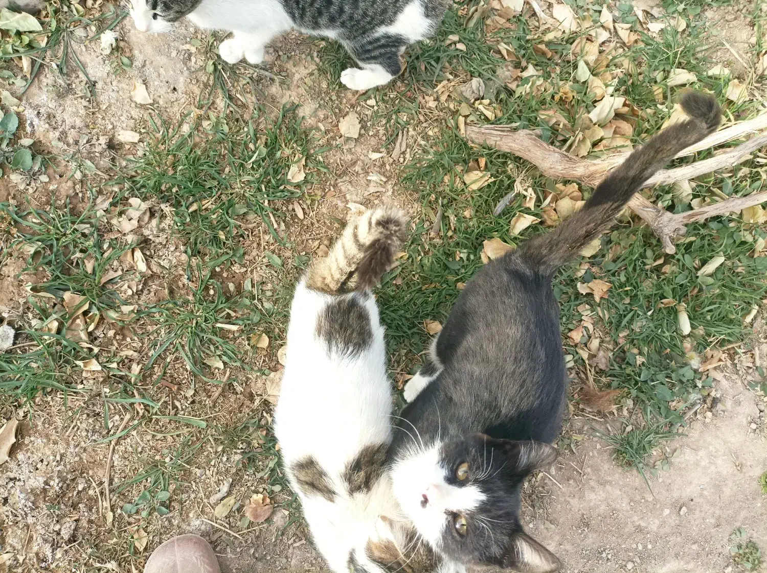 فروش گربه خانگی|گربه|آبکوه, |دیوار