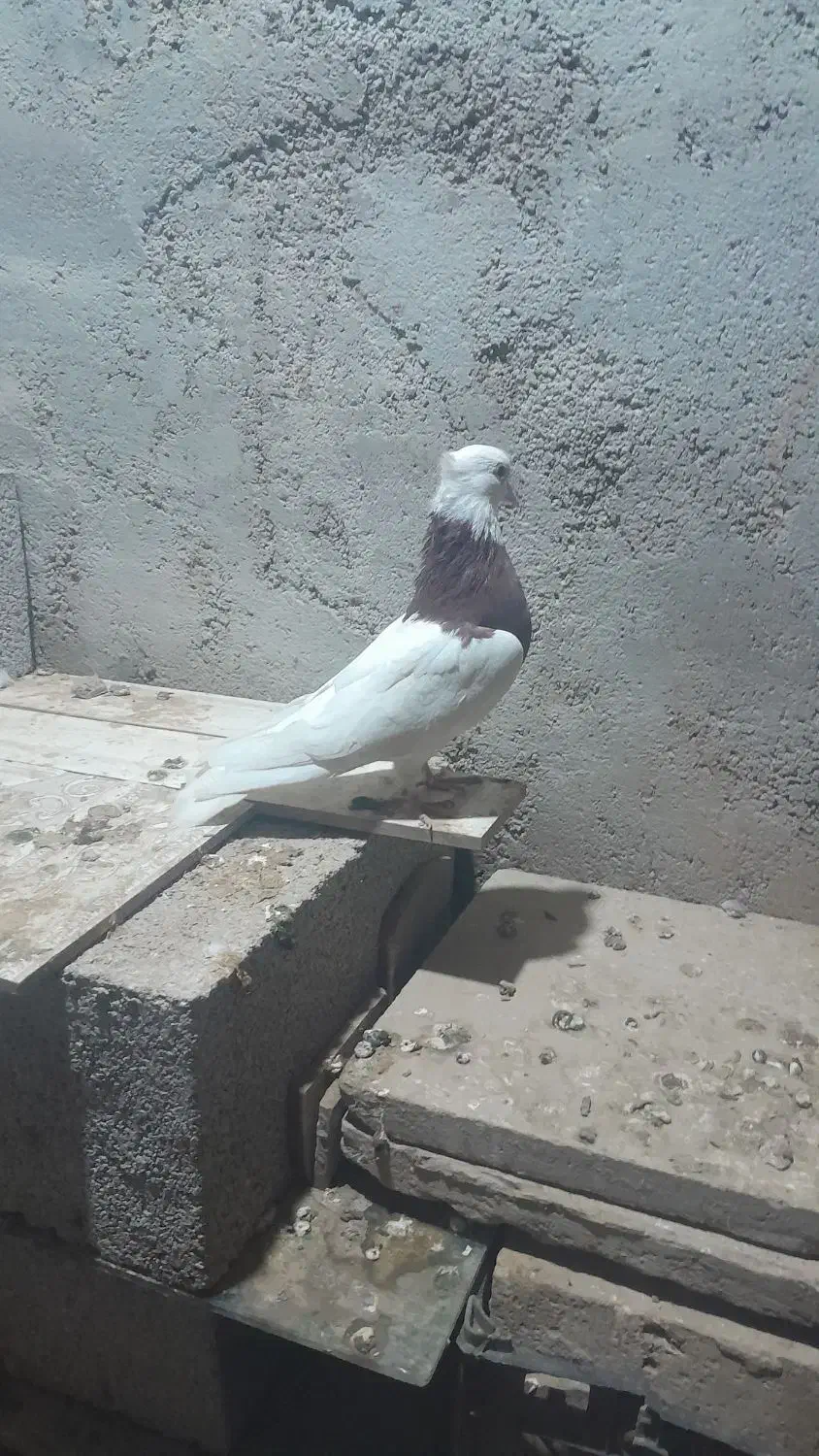 با سلام چند عدد کفتر|پرنده|گنبد کاووس, |دیوار