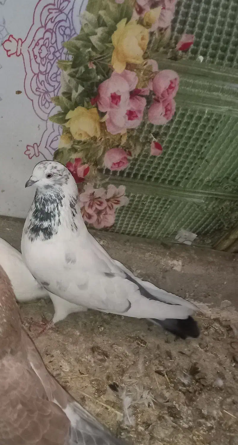 کفتر کله چیل نر|پرنده|لالجین, |دیوار