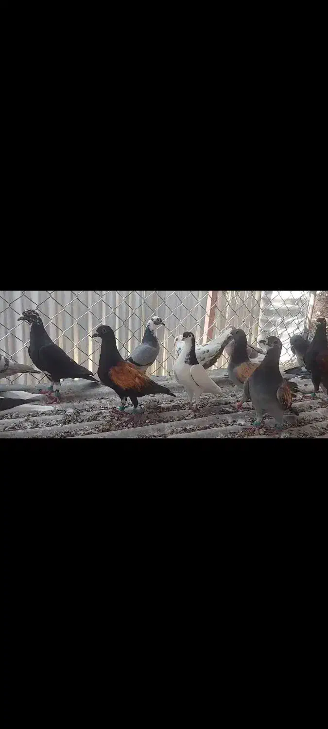 کبوتر|پرنده|شیراز, زیباشهر|دیوار