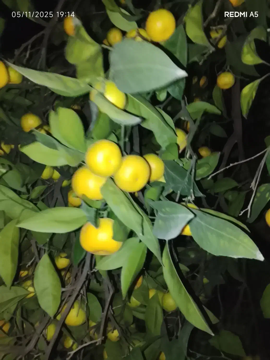 نارنگی انشو نارنگی یافا درجه یک|خوردنی و آشامیدنی|قائم‌شهر, |دیوار