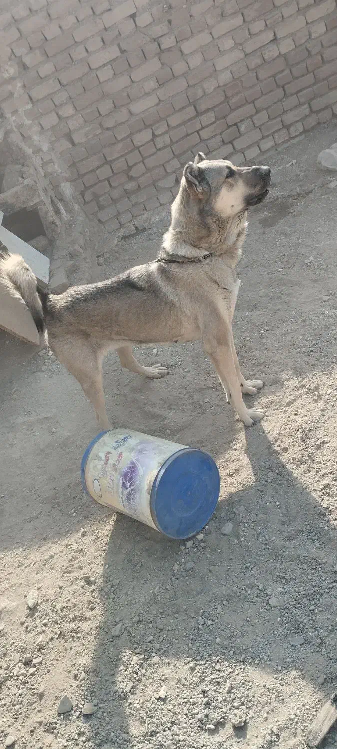 سگ پژدر سرابی|سگ|باقرشهر, |دیوار