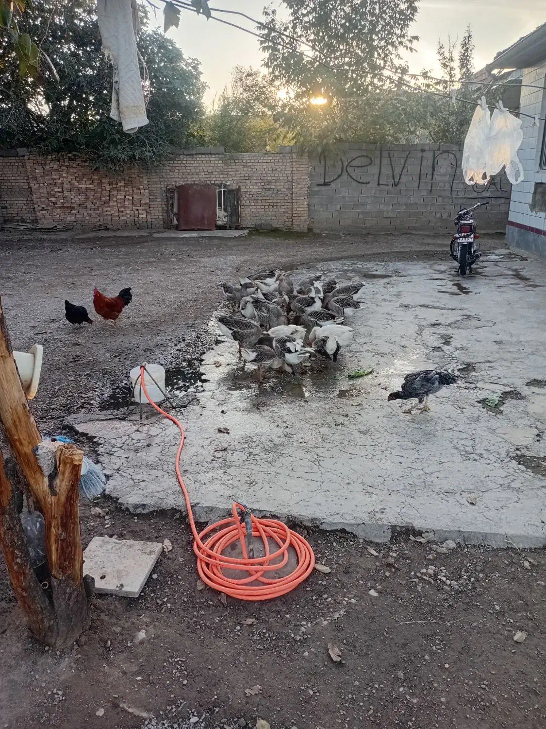 غاز و قوغاز چاق پرواری . مخصوص کشتار|حیوانات مزرعه|آزادشهر, |دیوار