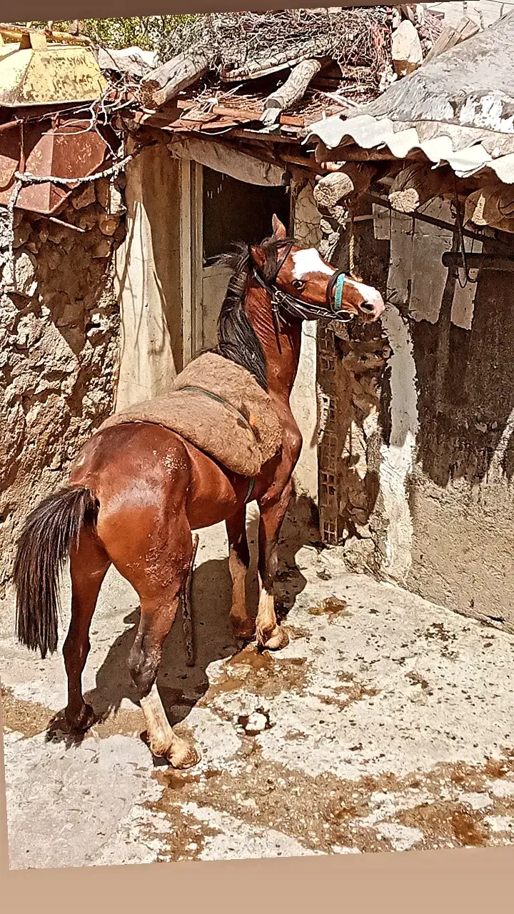 اسب نریان فروشی|اسب و تجهیزات اسب‌سواری|دورود, |دیوار