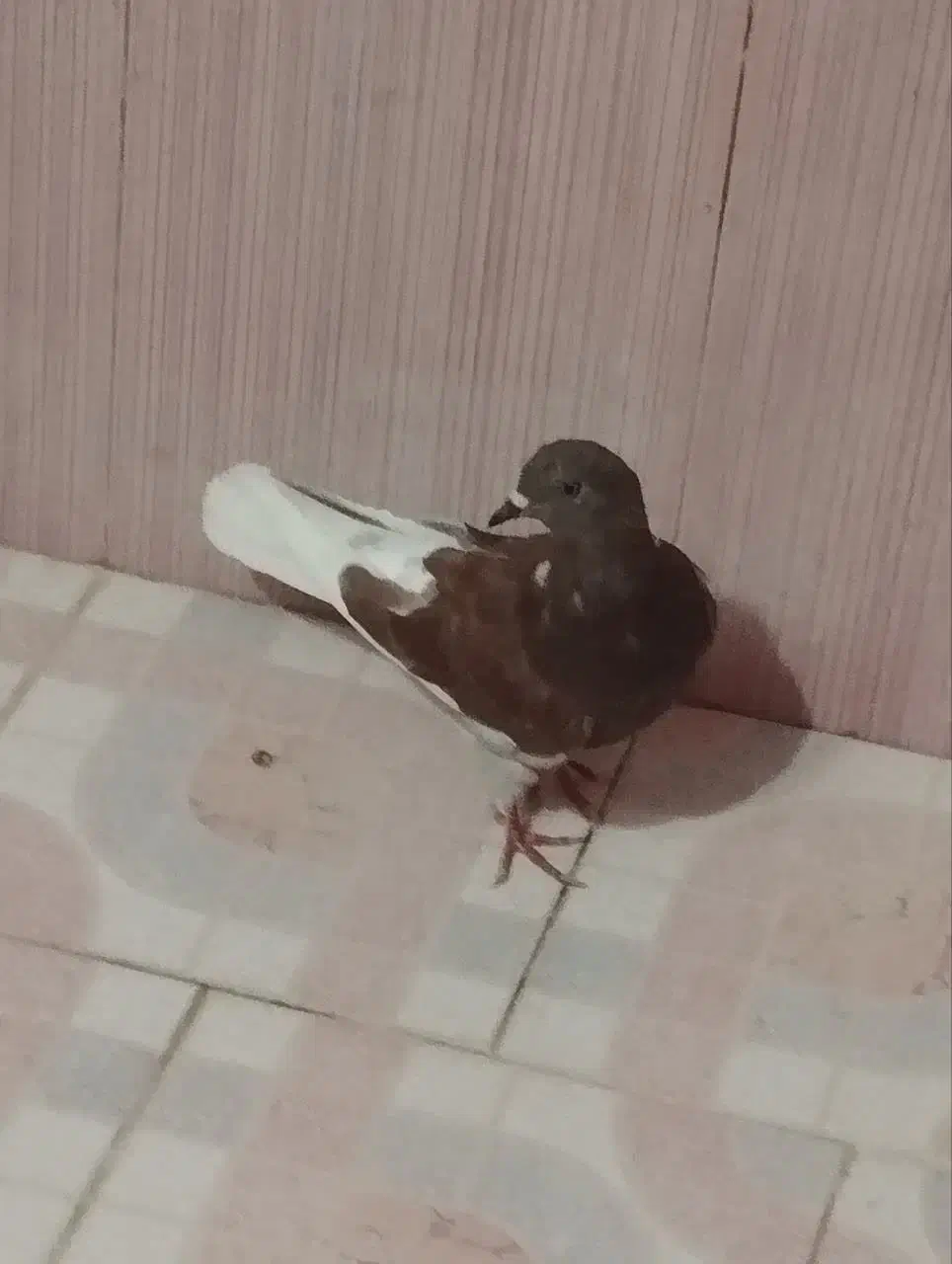 کبوتر.     فوری|پرنده|دلیجان, |دیوار