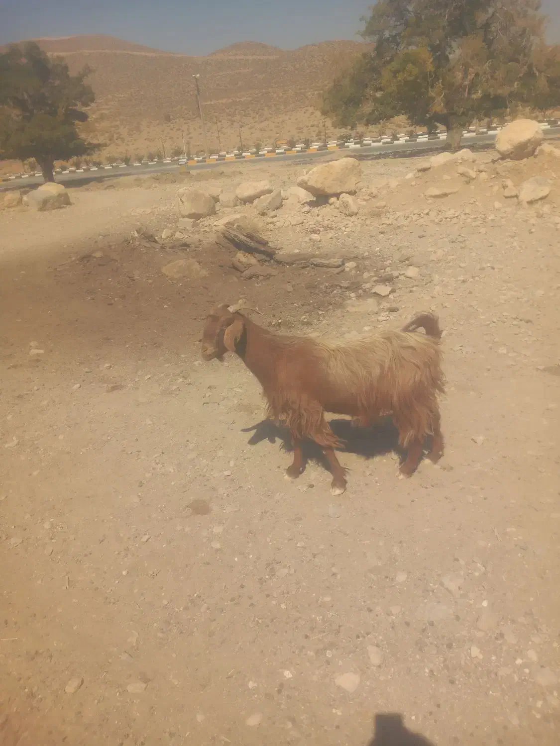 فروش ۲ راس بز جوان ابستن|حیوانات مزرعه|نی‌ریز, |دیوار