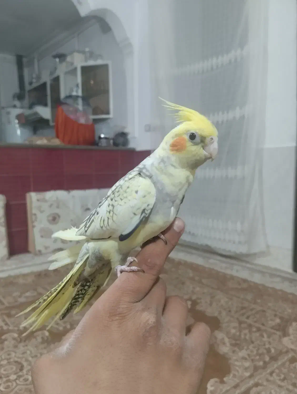 عروس هلندی|پرنده|سنقر, |دیوار