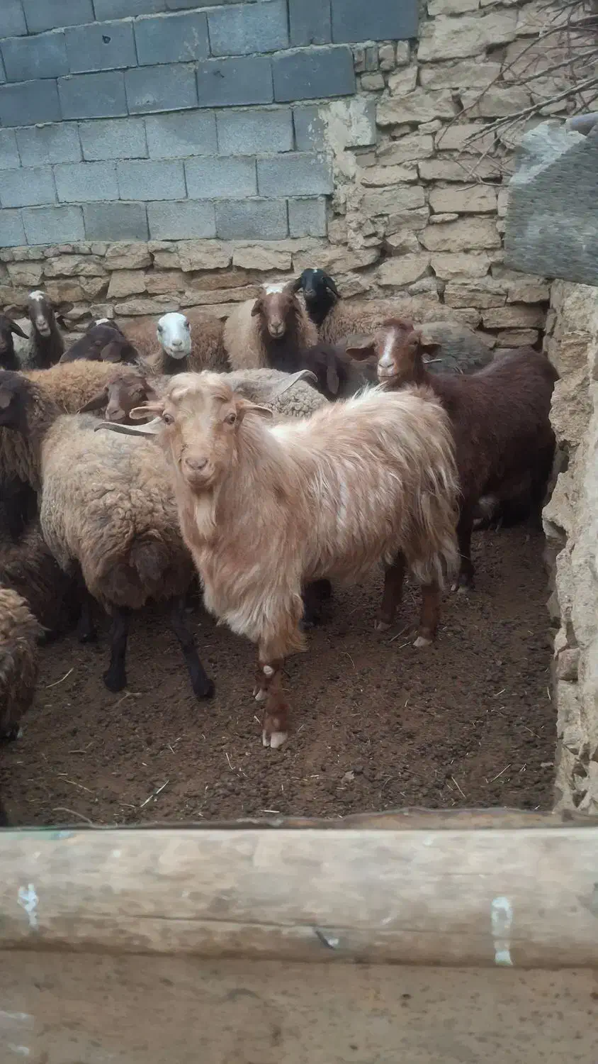 بز نر تگه|حیوانات مزرعه|همدان, |دیوار