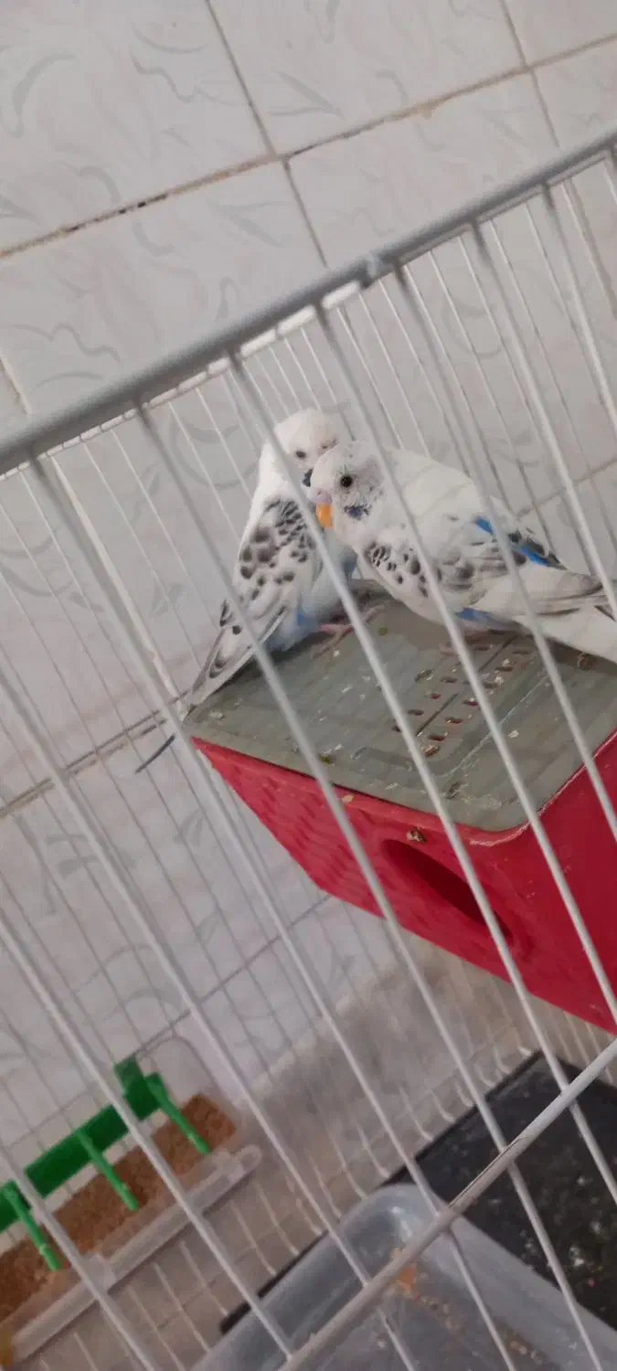 مرغ عشق|پرنده|شیروان (خراسان), |دیوار