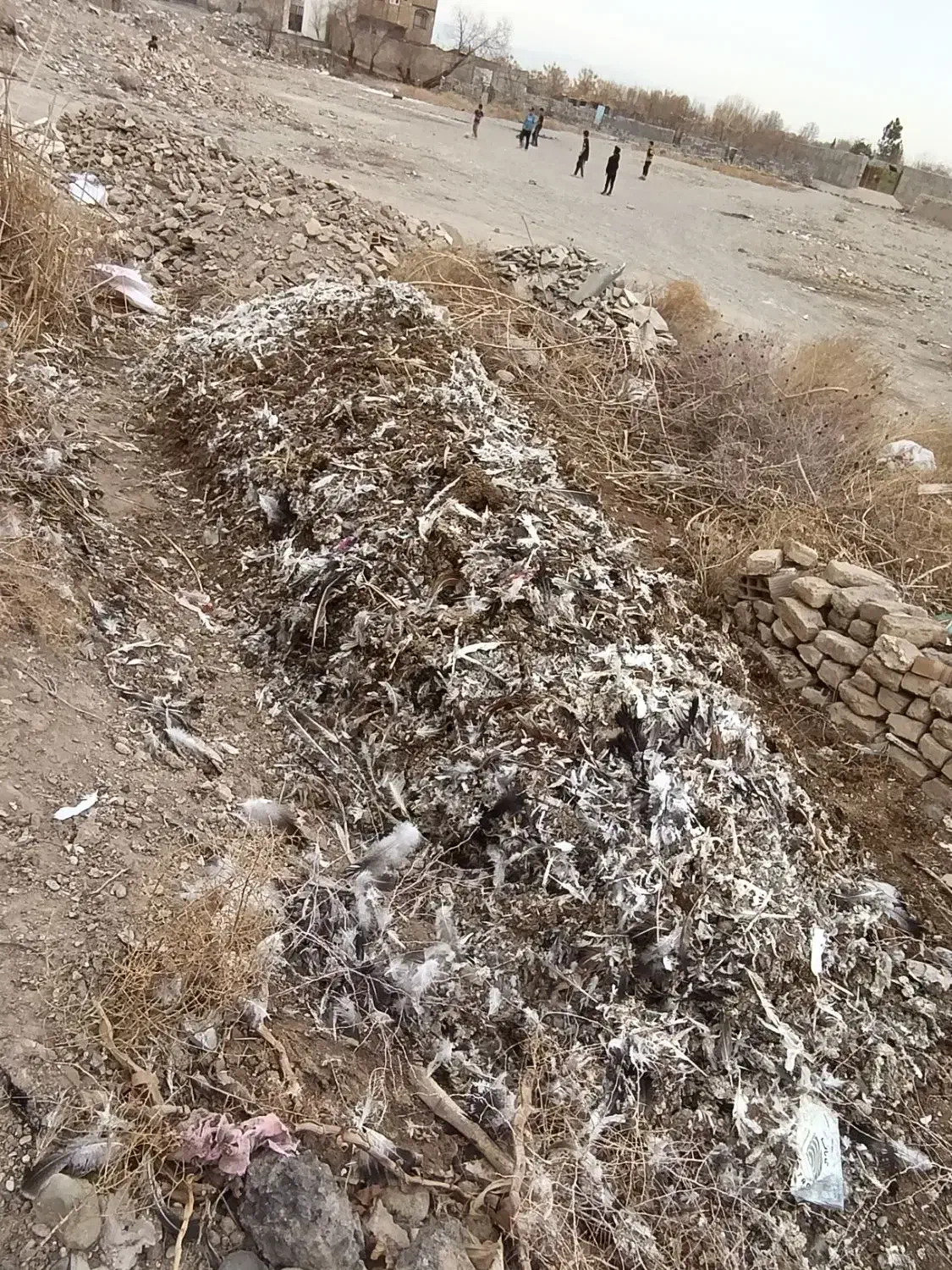 کود کبوتر|خدمات باغبانی و درختکاری|پیشوا, |دیوار