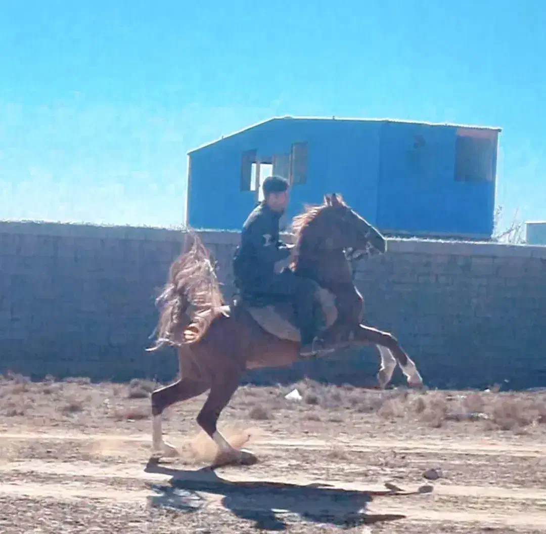 صولت|اسب و تجهیزات اسب‌سواری|فشاپویه, |دیوار