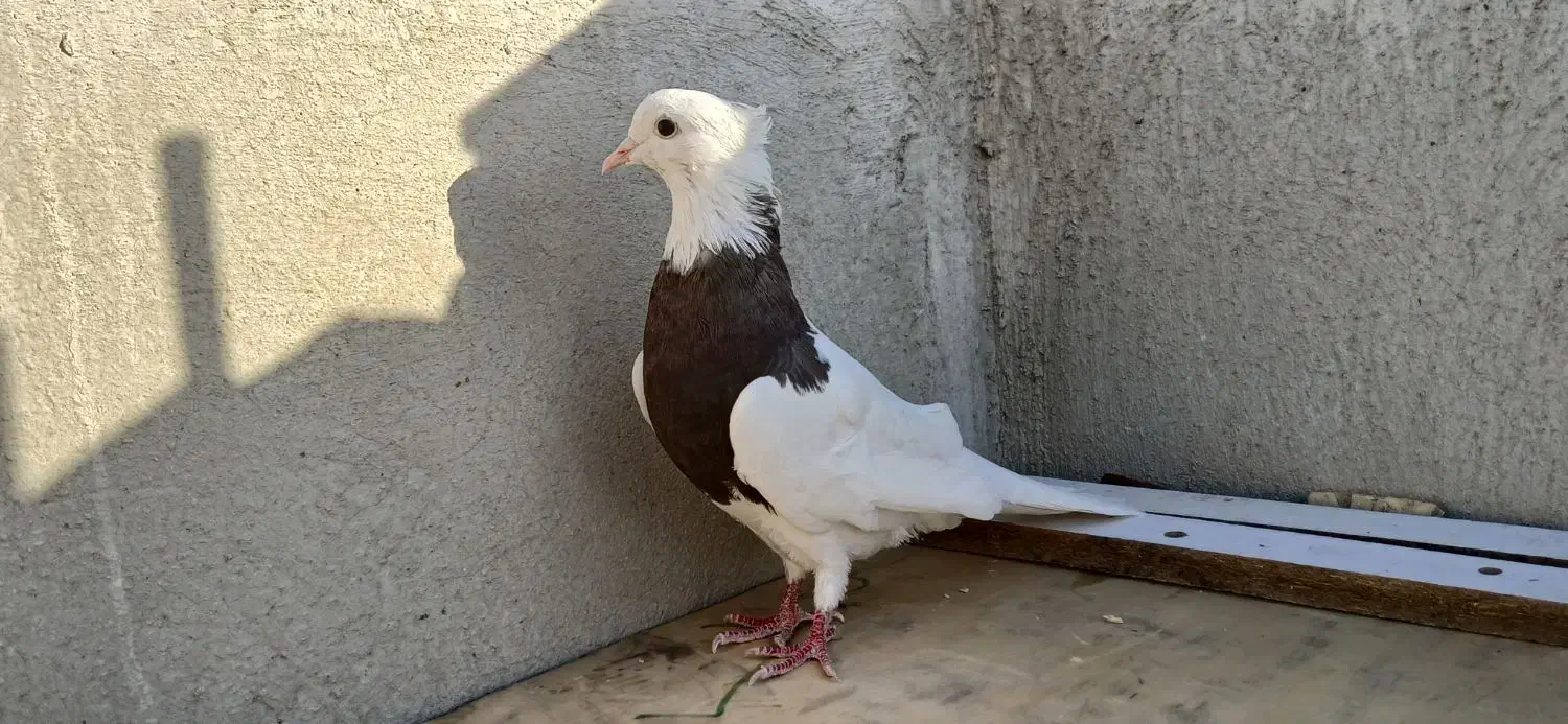 طوقی نر|پرنده|شاهین‌شهر, نسیم ۵|دیوار