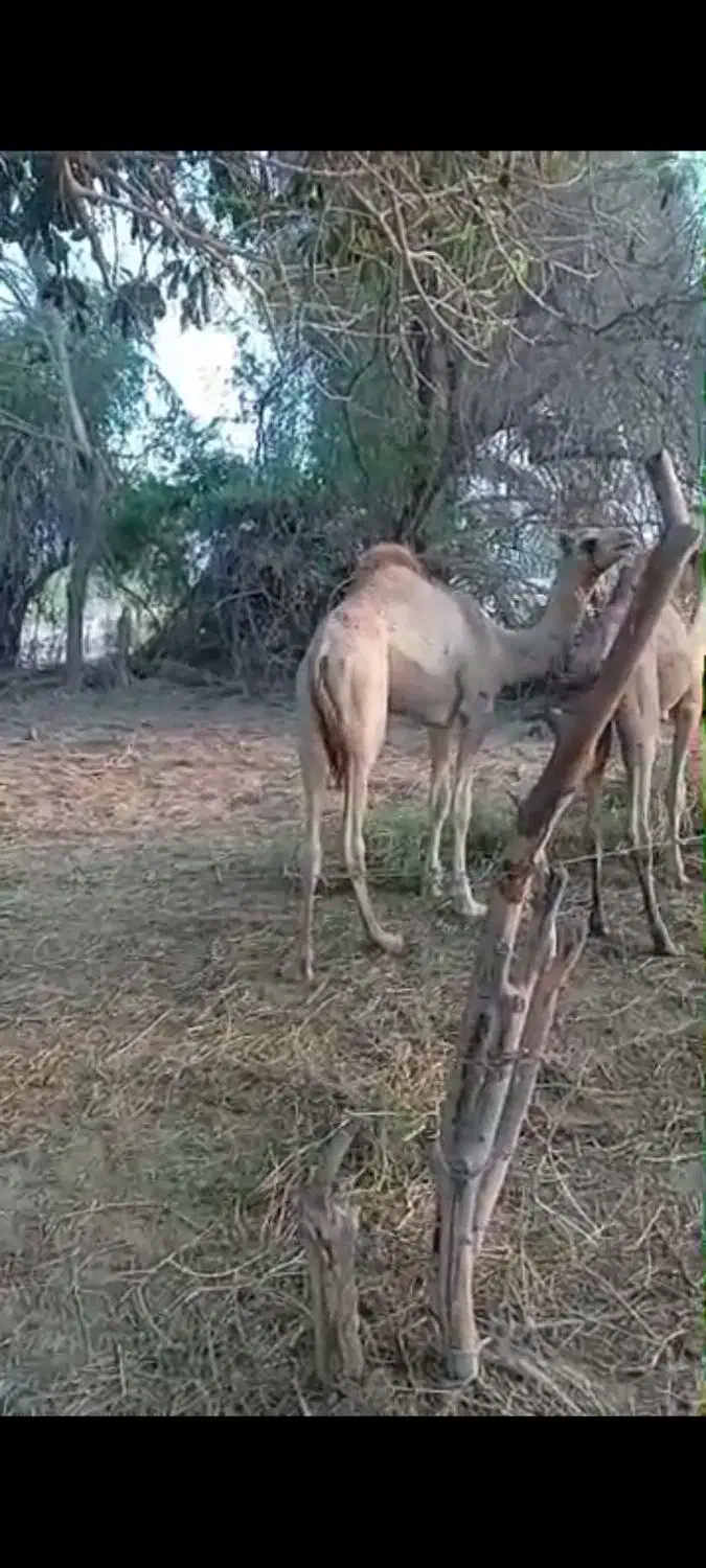 شتر نر پاکستانی داشتی|حیوانات مزرعه|میناب, |دیوار