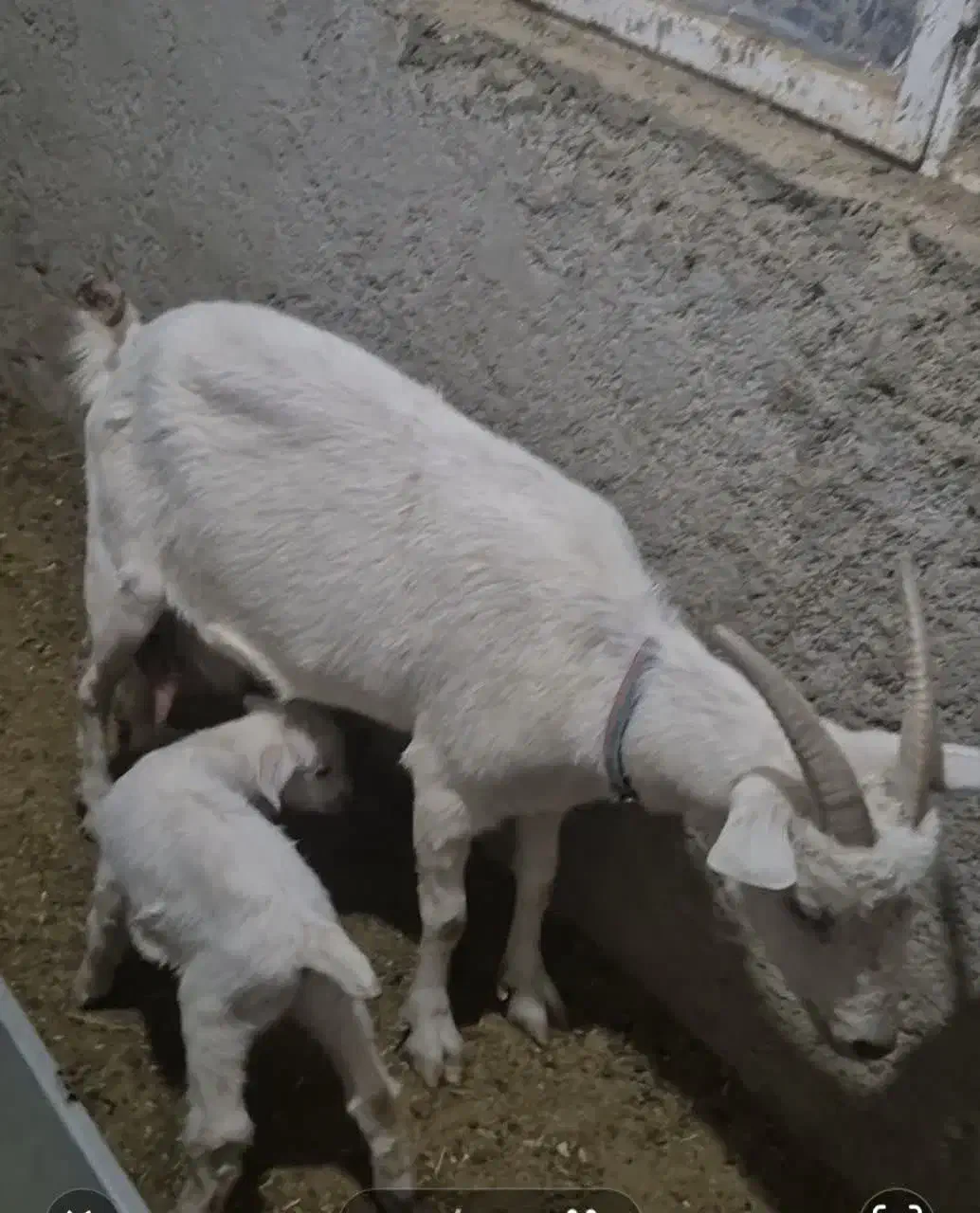 یک عددبزسانن زایده|حیوانات مزرعه|قائن, |دیوار