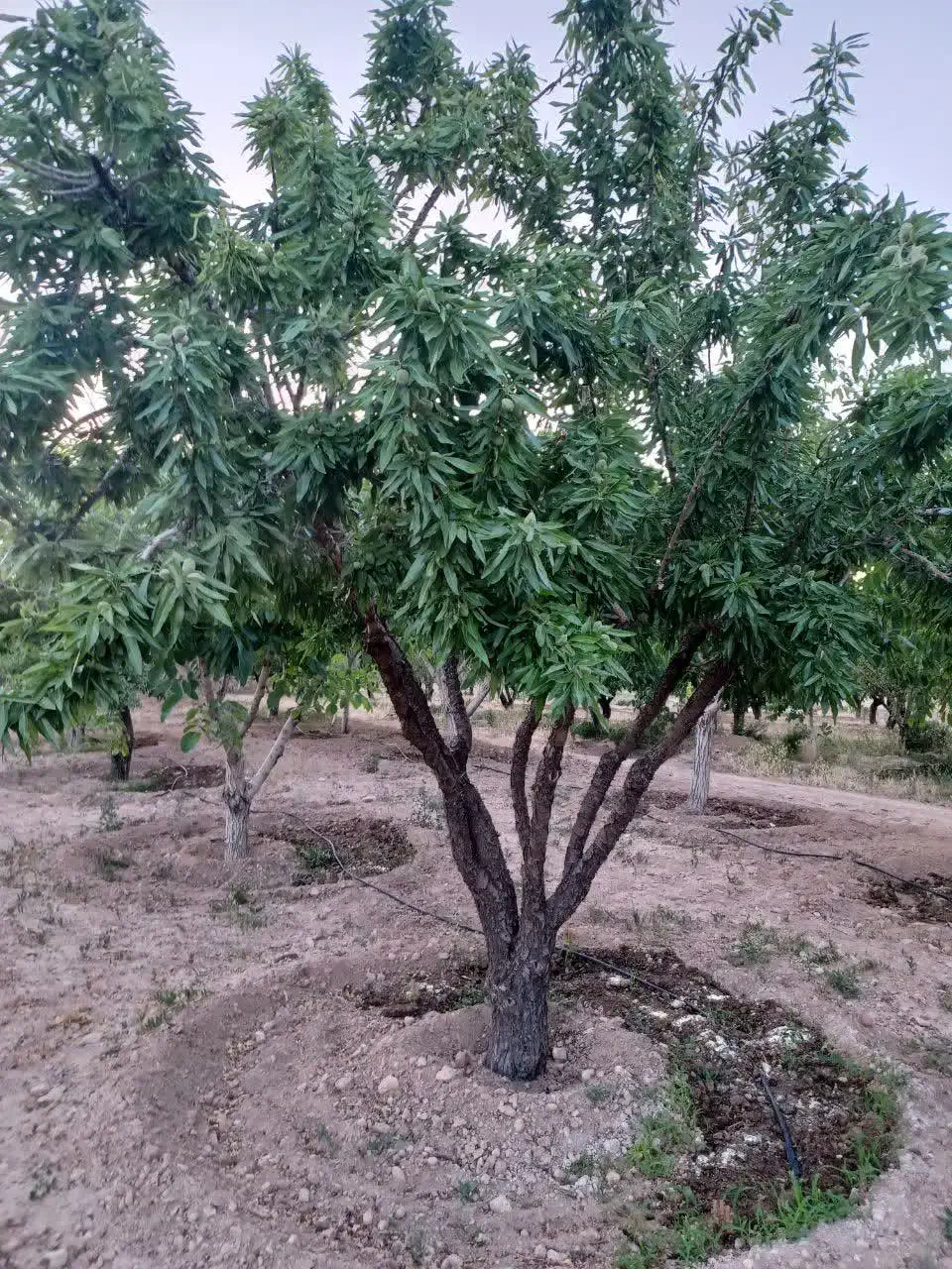 1875متر باغ بادام مامایی مثمر نزدیک پل زمانخان|فروش دفتر صنعتی، کشاورزی، تجاری|سامان, |دیوار