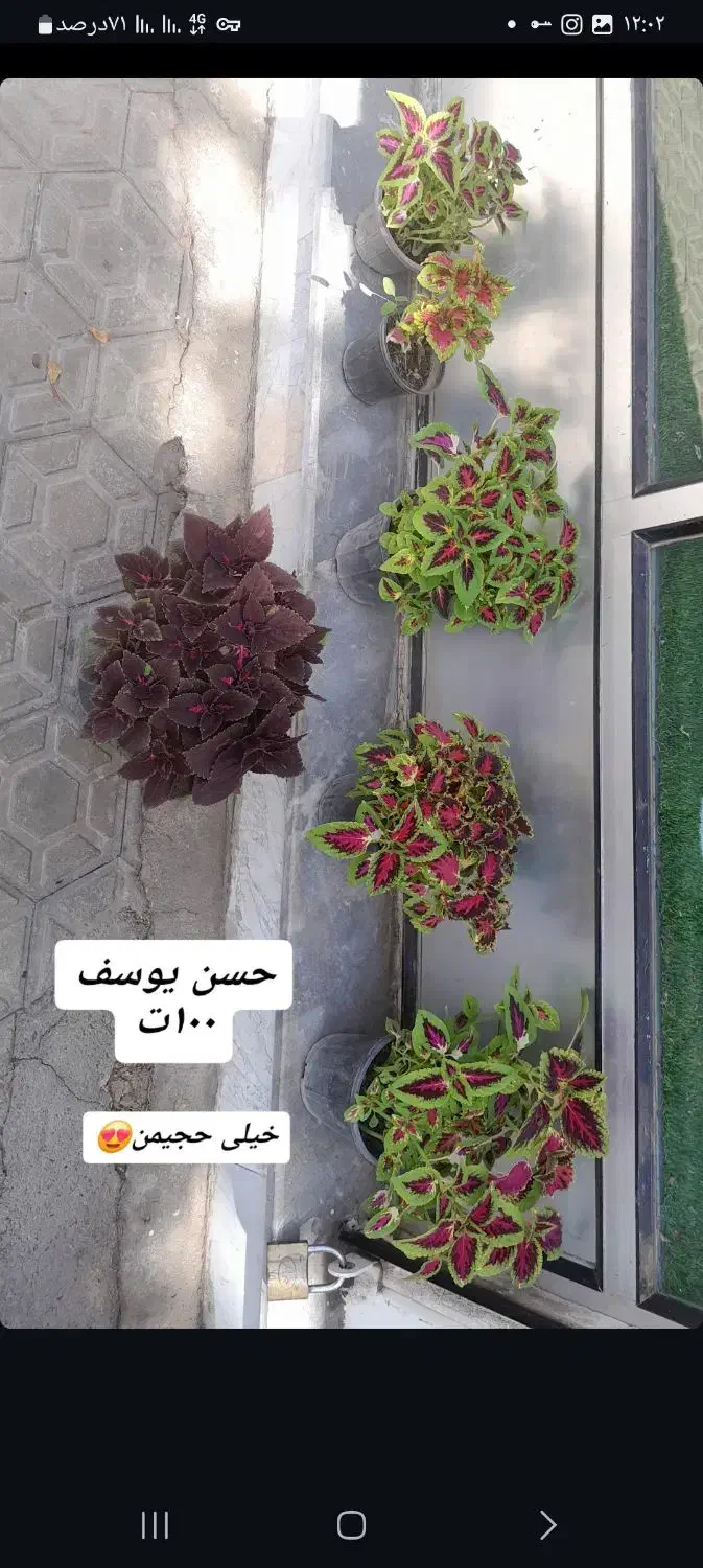 سرخس بگونیا حسن یوسف|گل و گیاه طبیعی|خرمدره, |دیوار