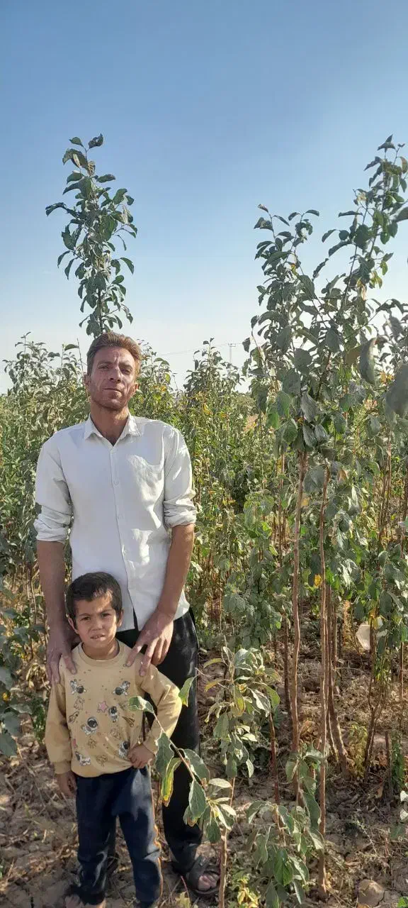 نهال|گل و گیاه طبیعی|نیشابور, فضل|دیوار