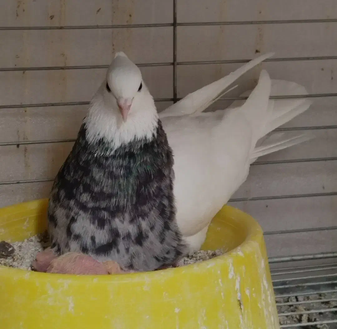 کفتر|حیوانات|فیروزآباد (فارس), |دیوار