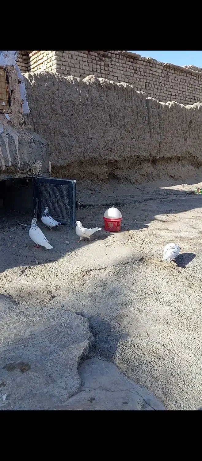 کفتر پرشین درجه یک|پرنده|ایرانشهر, |دیوار