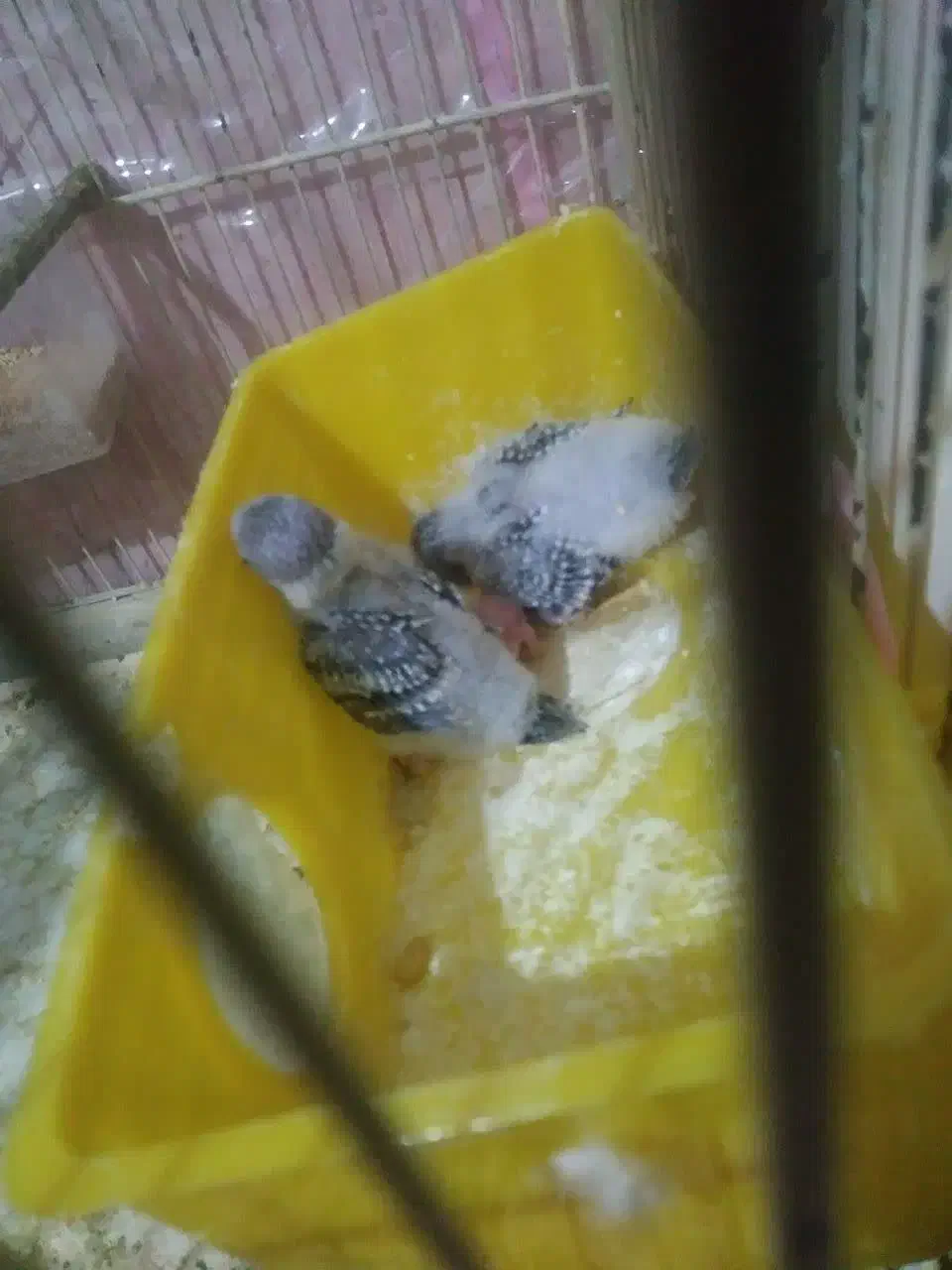 مرغدعشق ماده|پرنده|مشهد, ایمان|دیوار