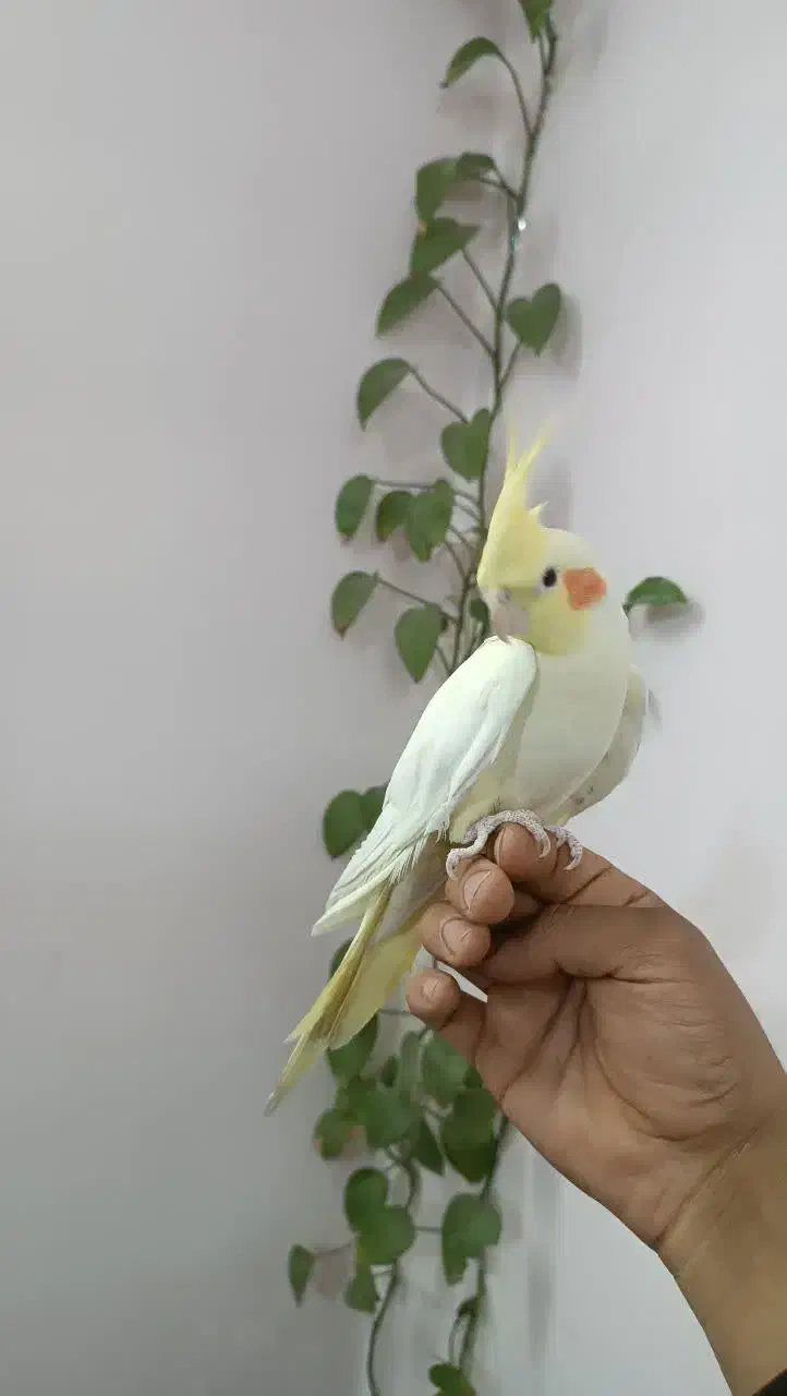 عروس هلندی لوتیبنو|پرنده|چهاردانگه (تهران), |دیوار