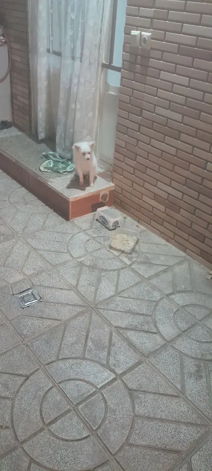 پامرین|سگ|مبارکه, |دیوار