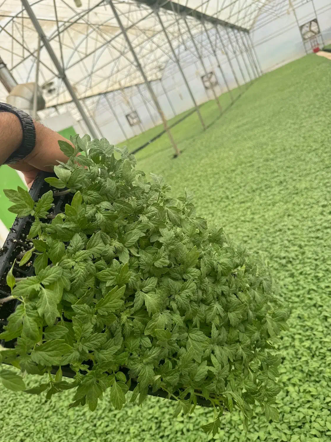 نشاا|خدمات باغبانی و درختکاری|جیرفت, |دیوار