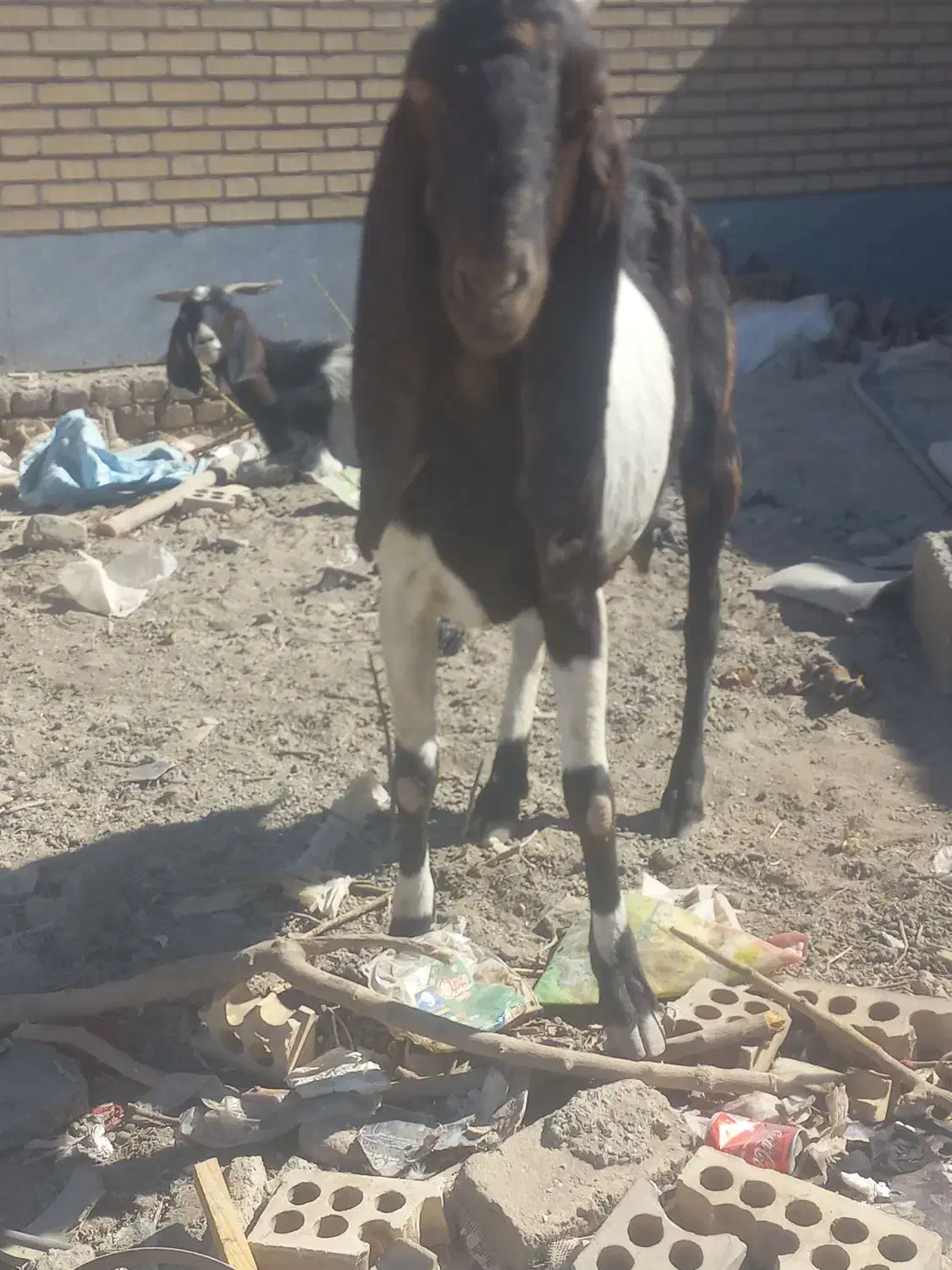 بز با گوسفند|حیوانات مزرعه|ماهدشت, |دیوار